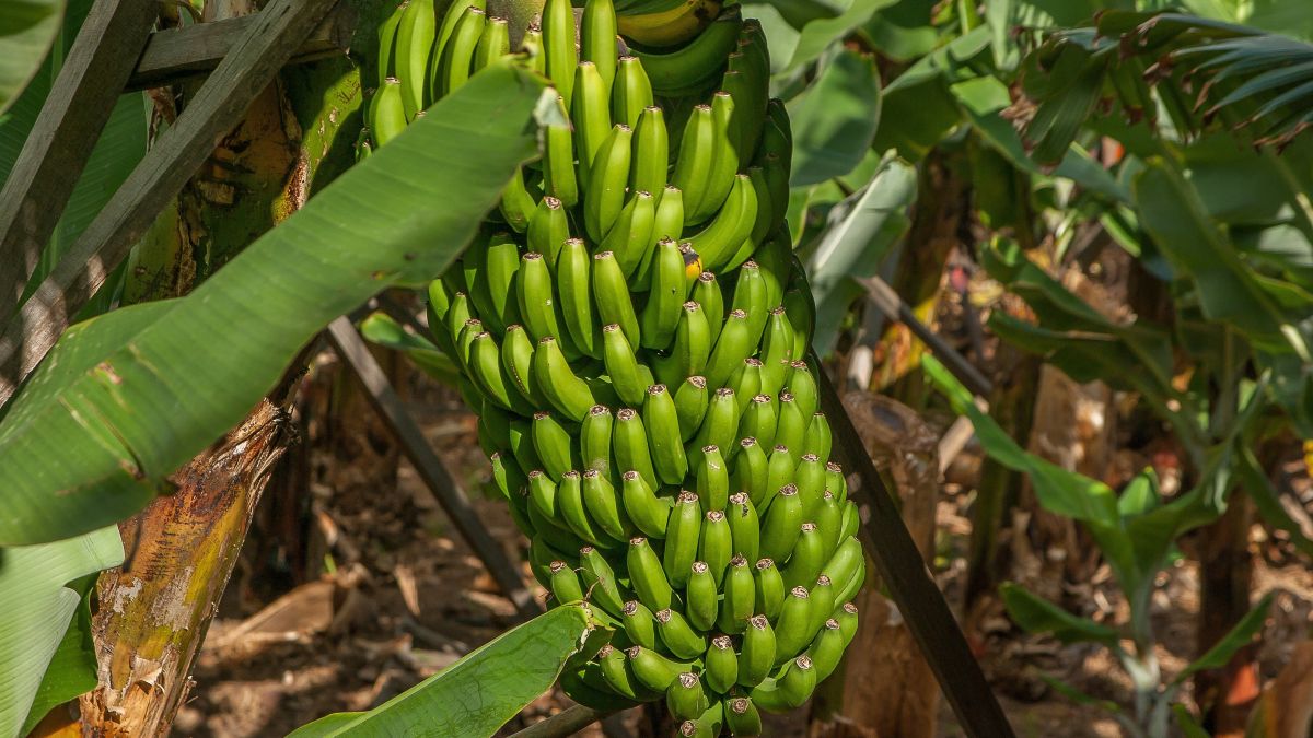 Bana+ innovación genética para un cultivo de plátano más resistente y sostenible.jpg